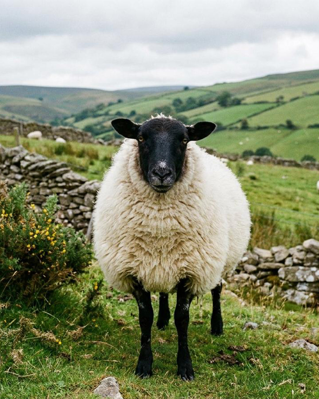 The Rural Renaissance: Why Your Next Pair of Socks Is a Love Letter to the British Countryside